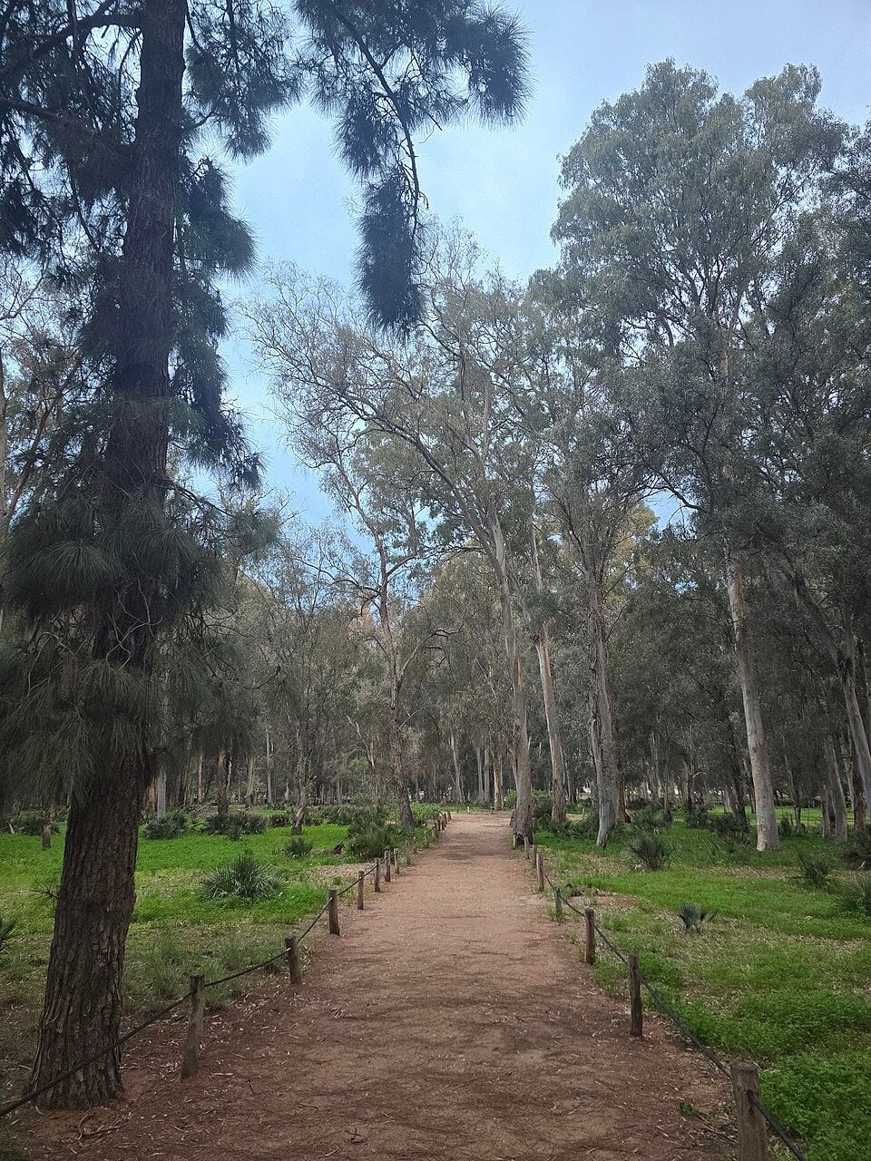 Ibn Sina forest walking and running